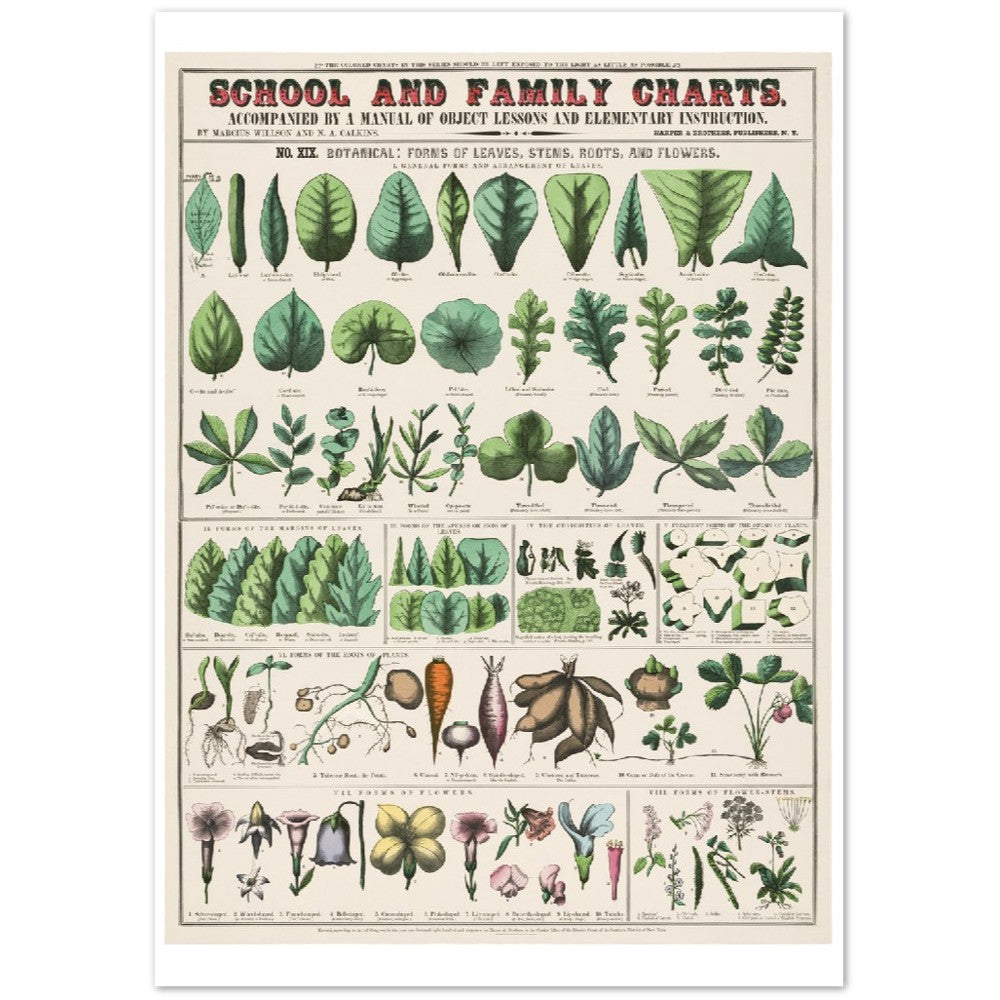 Poster - Vintage - Botanical Art Print School and Family Charts (1890)