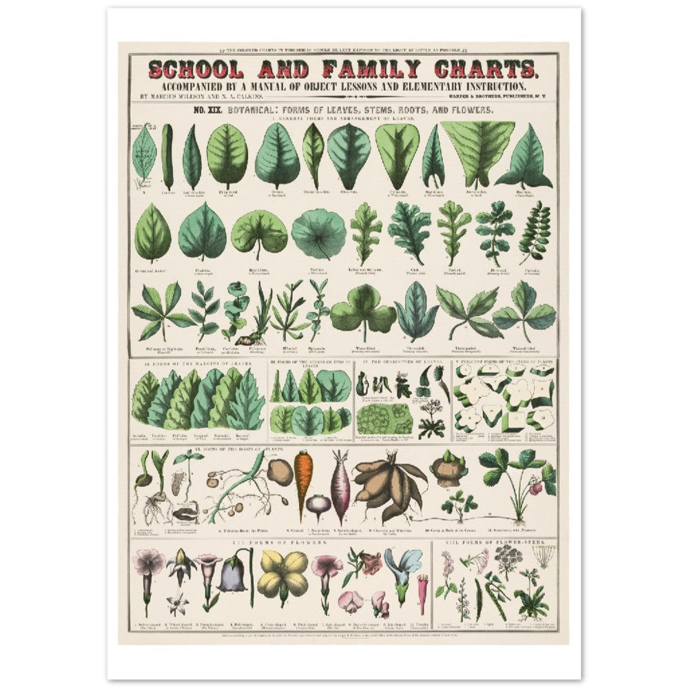 Poster - Vintage - Botanical Art Print School and Family Charts (1890)