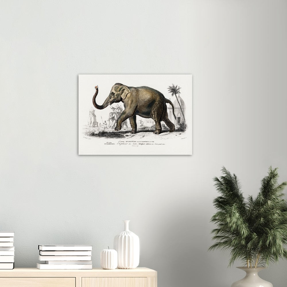 Plakat - Asiatisk Elefant Illustration - Premium Mat Plakat Papir