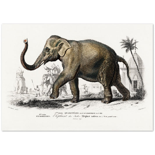 Poster – Asiatischer Elefant Illustration – Hochwertiges mattes Posterpapier