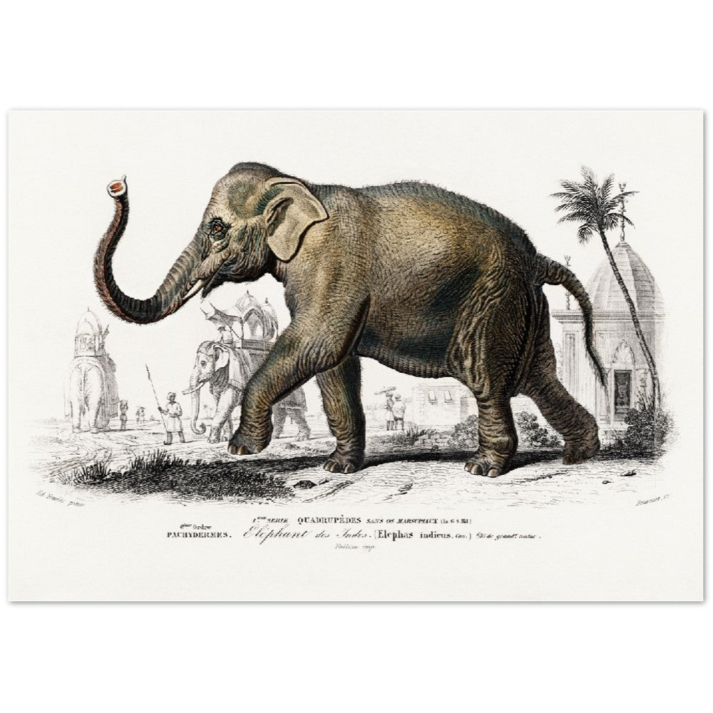 Plakat - Asiatisk Elefant Illustration - Premium Mat Plakat Papir