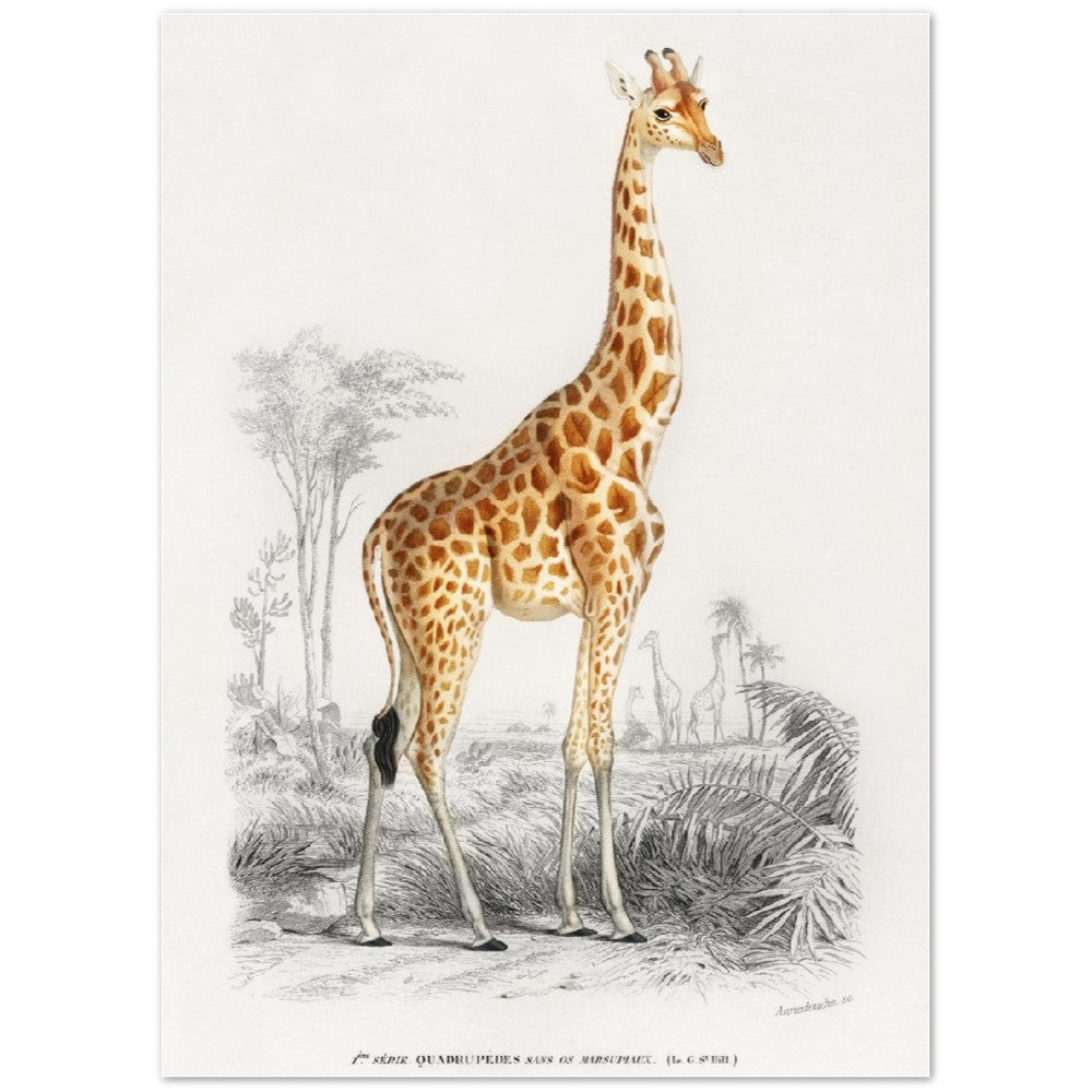 Poster - Giraffe illustration - Premium Matte Poster