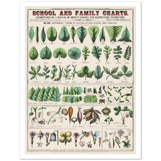 Plakat - Vintage - Botanisk Art Print School and Familly Charts (1890)