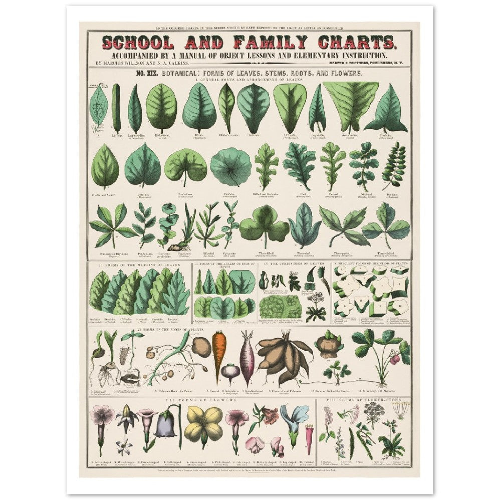 Poster - Vintage - Botanical Art Print School and Family Charts (1890)