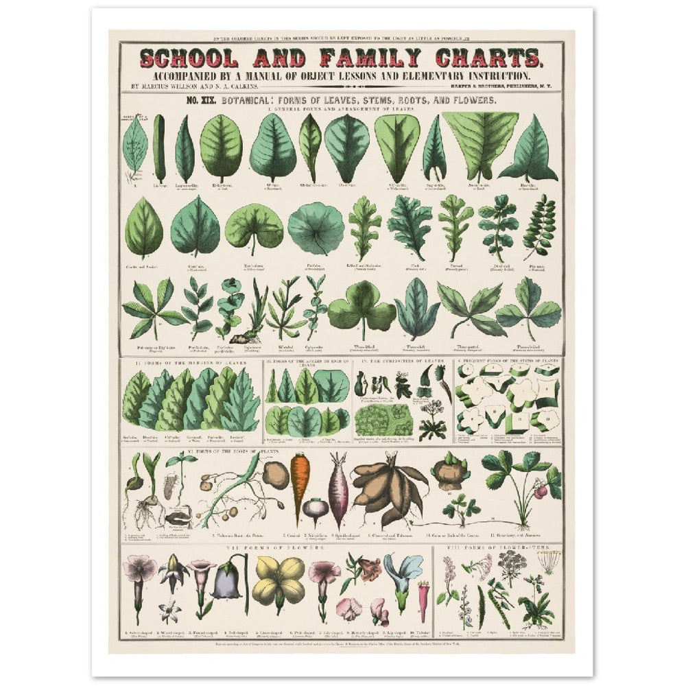 Poster – Vintage – Botanischer Kunstdruck Schul- und Familientafeln (1890)