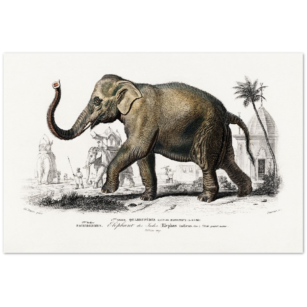 Plakat - Asiatisk Elefant Illustration - Premium Mat Plakat Papir