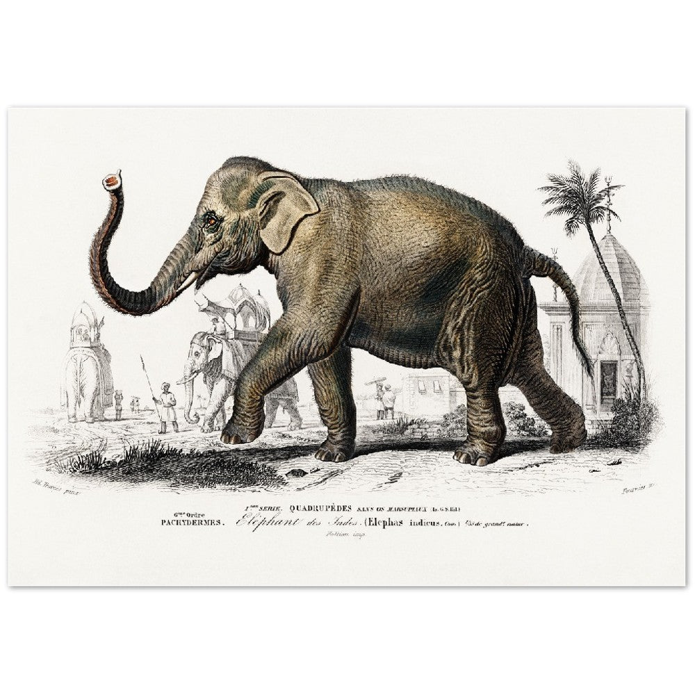 Plakat - Asiatisk Elefant Illustration - Premium Mat Plakat Papir