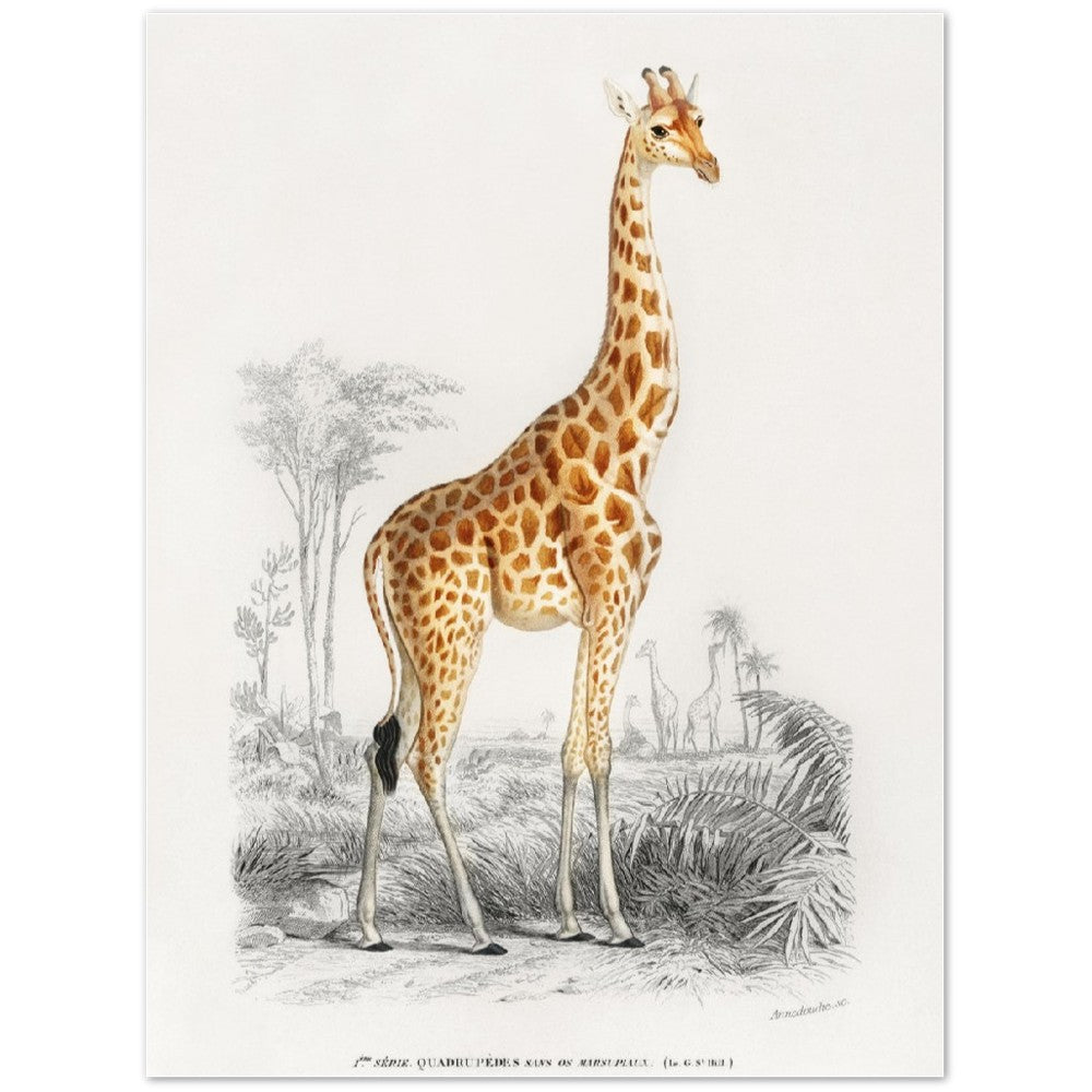 Poster - Giraffe illustration - Premium Matte Poster