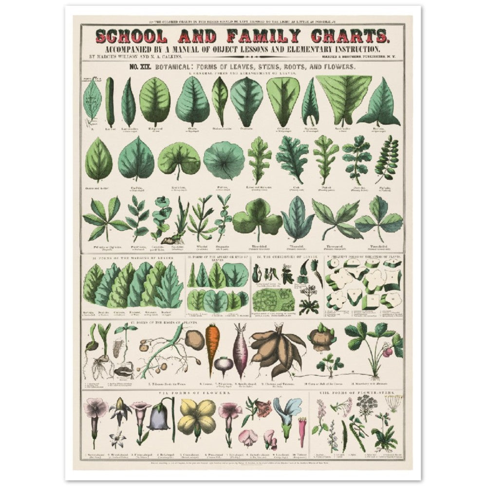 Poster - Vintage - Botanical Art Print School and Family Charts (1890)