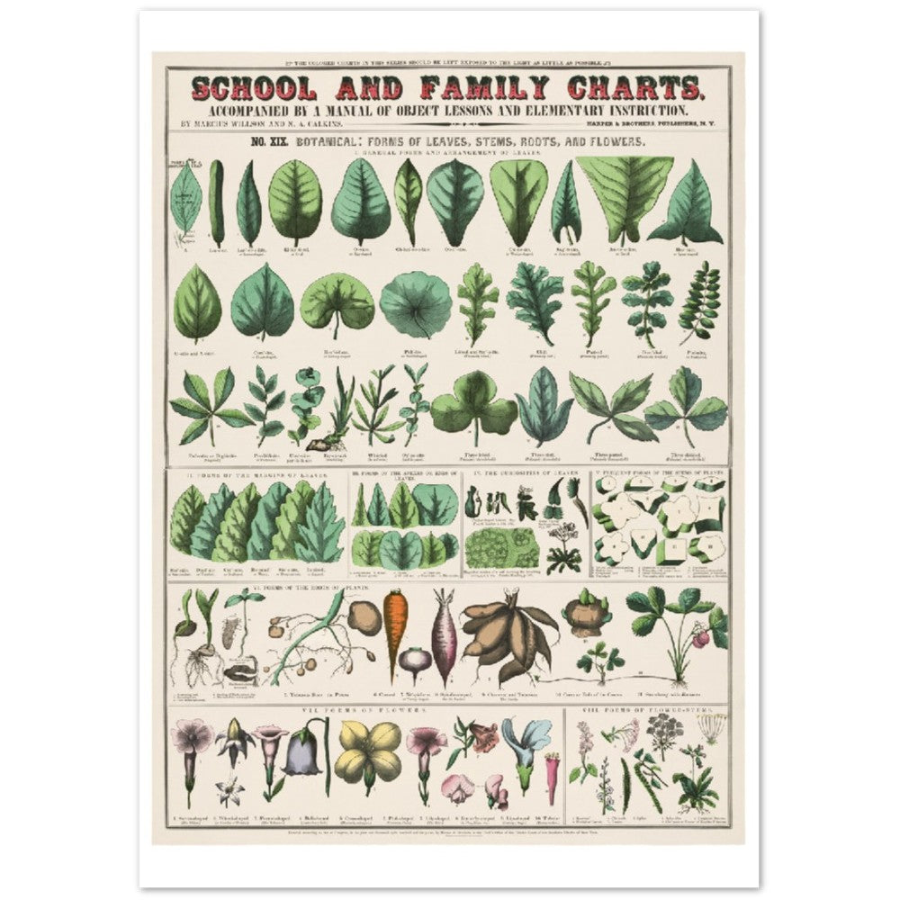 Poster - Vintage - Botanical Art Print School and Family Charts (1890)