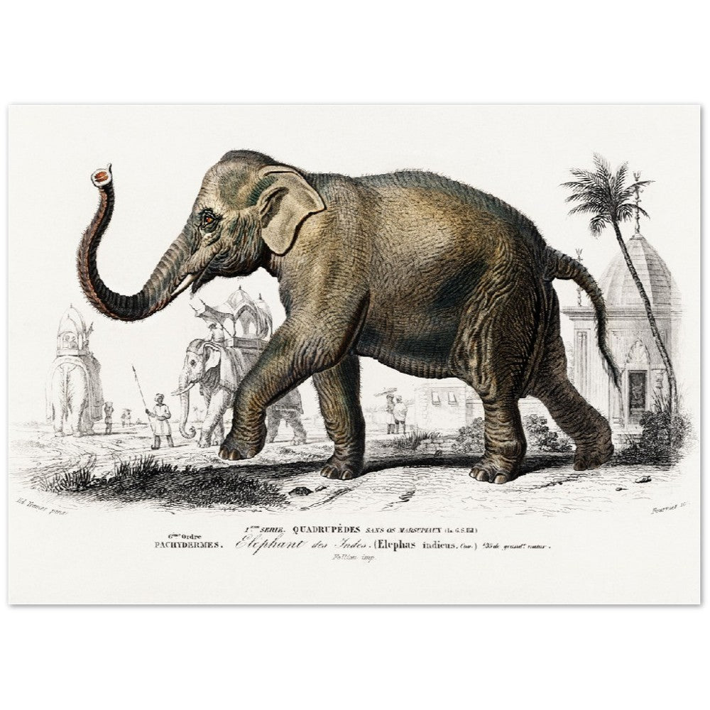 Plakat - Asiatisk Elefant Illustration - Premium Mat Plakat Papir