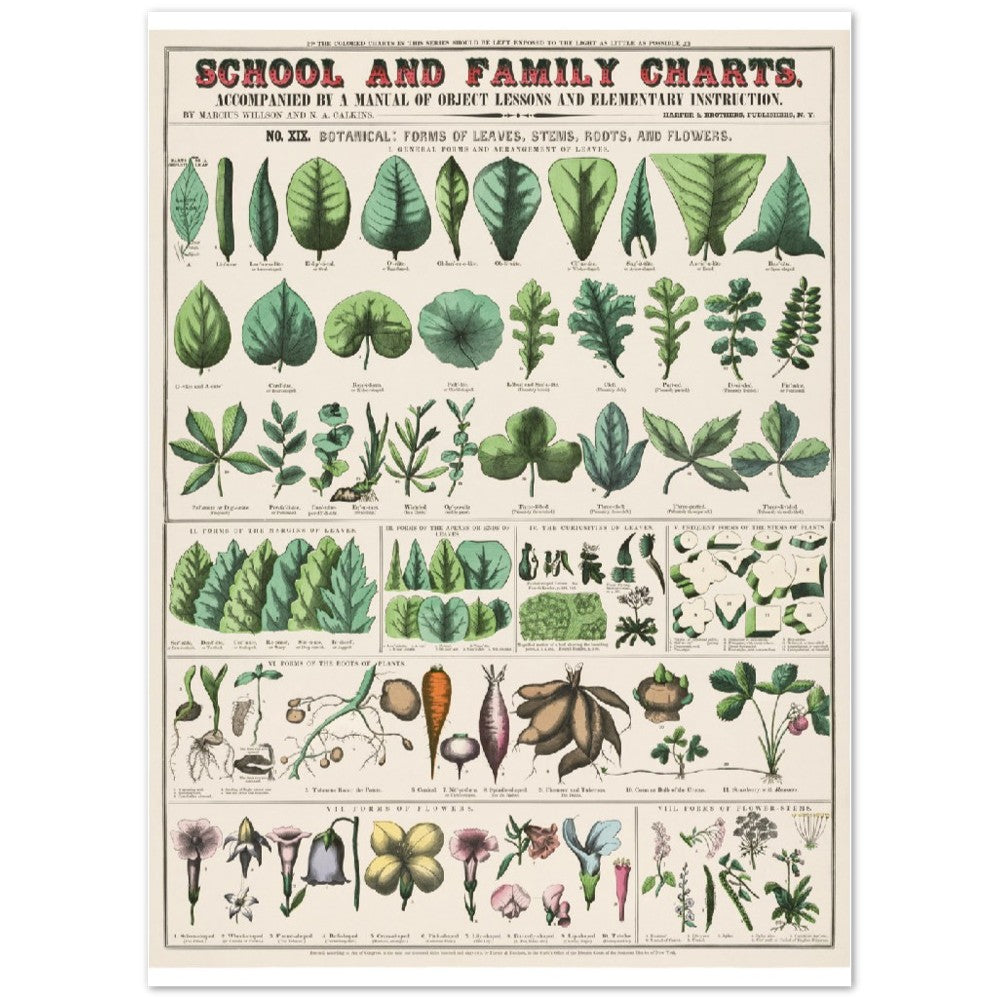 Poster - Vintage - Botanical Art Print School and Family Charts (1890)