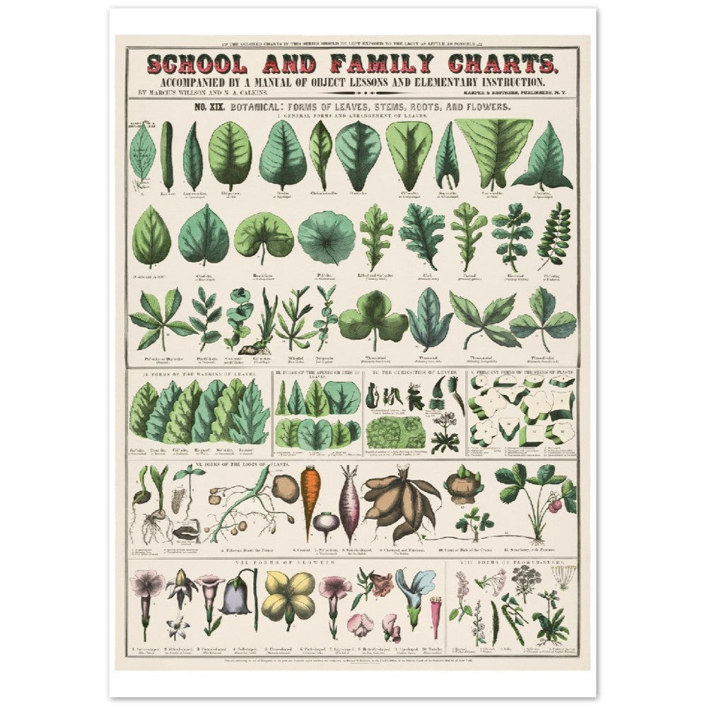 Poster - Vintage - Botanical Art Print School and Family Charts (1890)